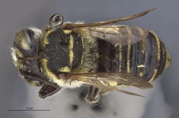 Media type: image;   Entomology 16269 Aspect: habitus dorsal view